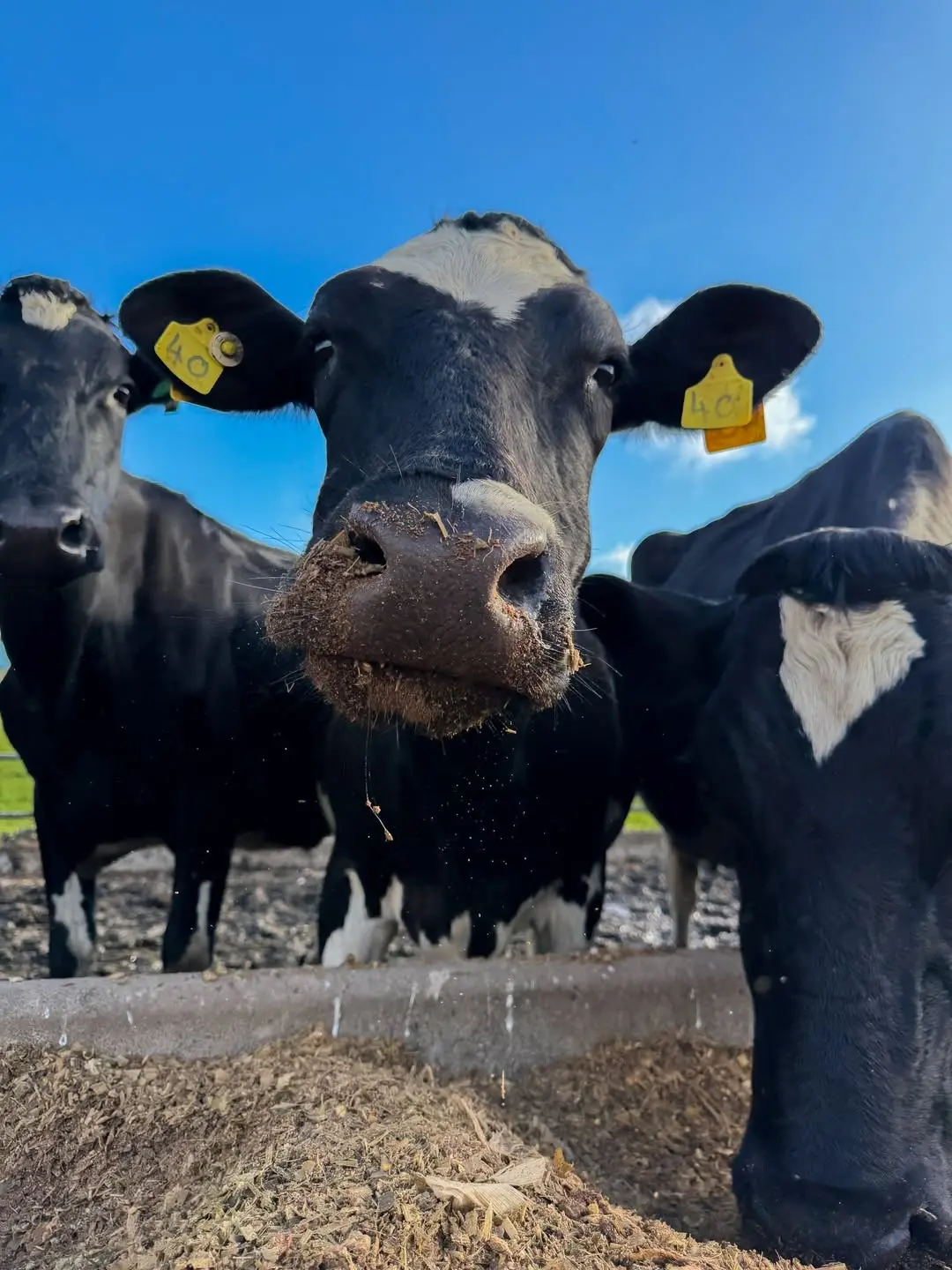 Friesian dairy cattle at Naiposha Farm