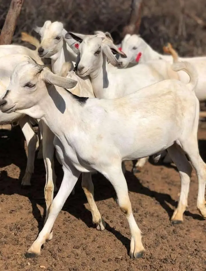 A herd of goats grazing at Naiposha Farm