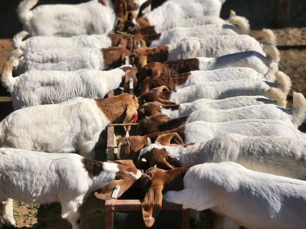 A herd of Boer goats grazing on pasture