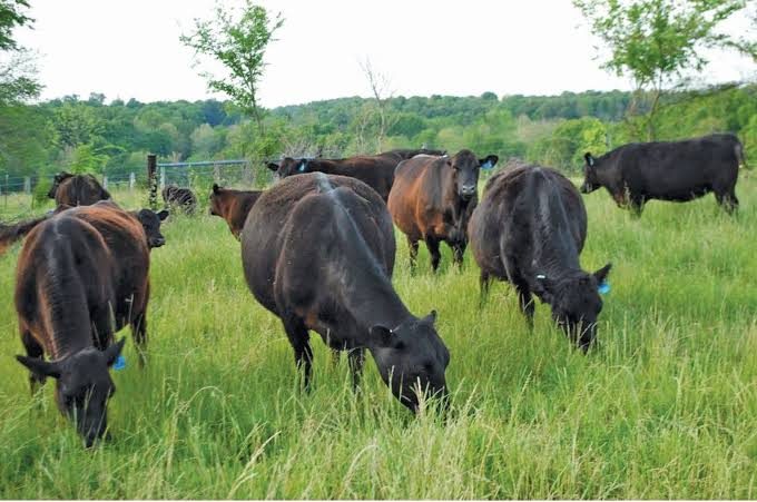 Cattle grazing on lush green pasture at Naiposha Farm, Kinangop Road, Naivasha