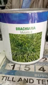 Brachiaria Grass Seed
