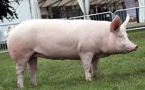 Large White pigs in the piggery