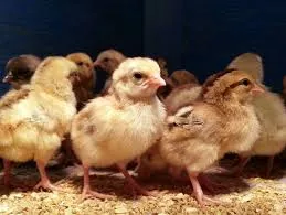 Kienyeji Chicks (KARI Improved)