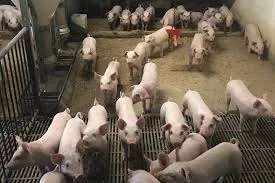 Weaner Piglets