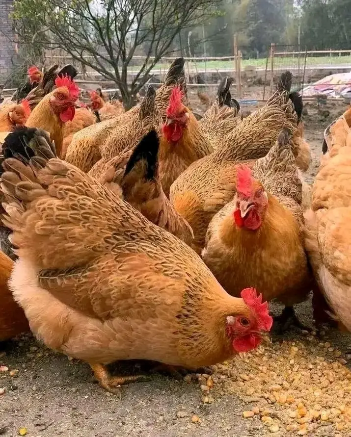 Layer chickens moving about their pen