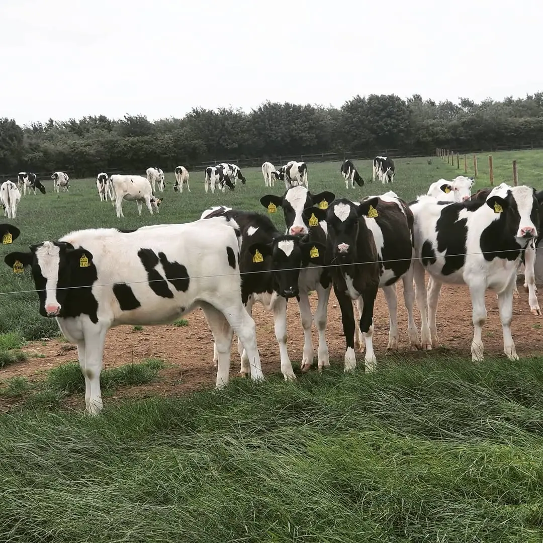 Friesian calves resting at Naiposha Farm